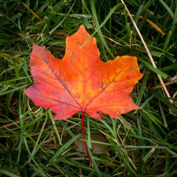 Autumnal leaf on grass